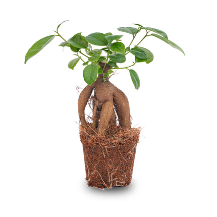 Ficus microcarpa ginseng bonsai - ↑20 cm