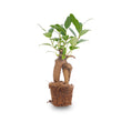 Bonsai Ficus Ginseng - Microcarpa - ↑15 cm - Ø 6 cm