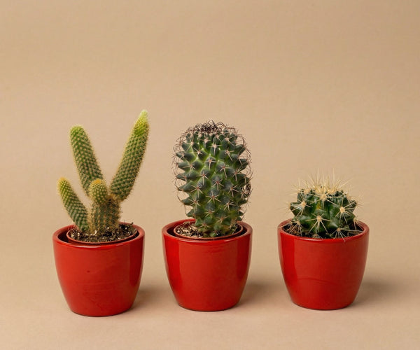 Cactus Set of 3 with Red Mini Pot - Mixed Live Cacti