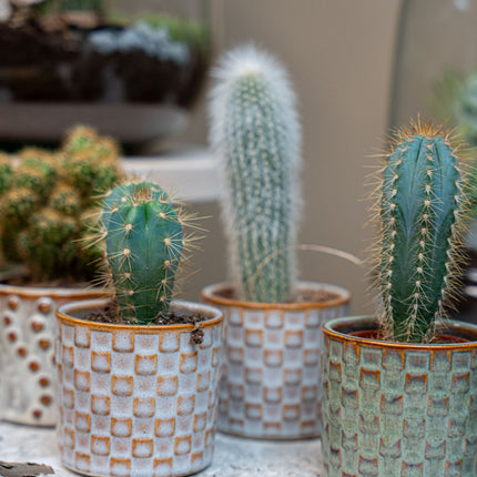 Kaktus-Set 6 Stück mit Mini-Keramiktöpfen Madrid