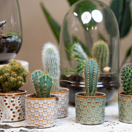 Cactus Set van 12 - ↑ 8–12 cm