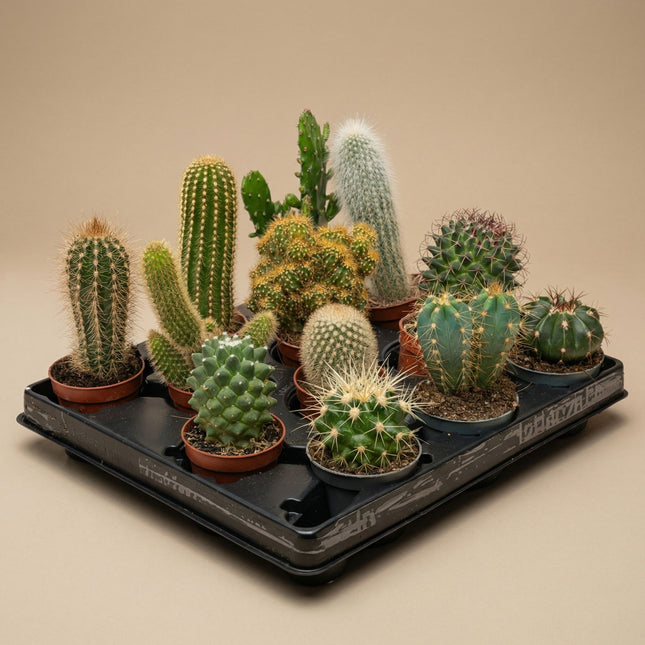 Cactus Set of 12 - ↑ 8–12 cm