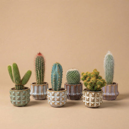 Kakteen-Set (6er Pack)