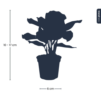 Calathea Makoyana - Peacock plant - Terrarium plant