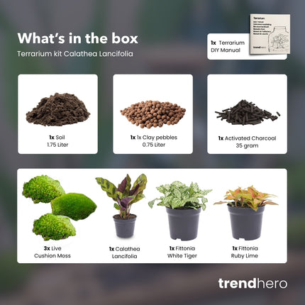Calathea Lancifolia - Plant Terrarium Refill & Starter kit - 3 terrarium plants - DIY