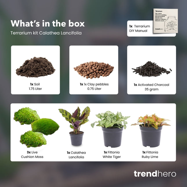 Calathea Lancifolia - Plant Terrarium Refill & Starter kit - 3 terrarium plants - DIY