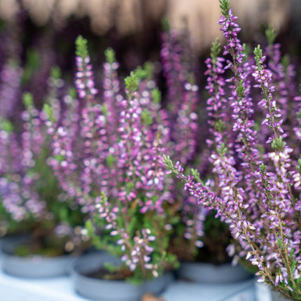 Calluna vulgaris - Callu Nova - Mini