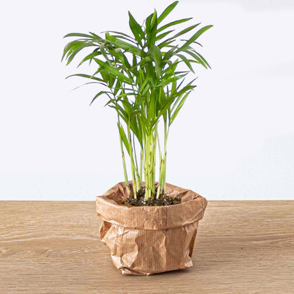 Asperge Setaceus Plumosus – Asperge ornementale - Plante de terrarium