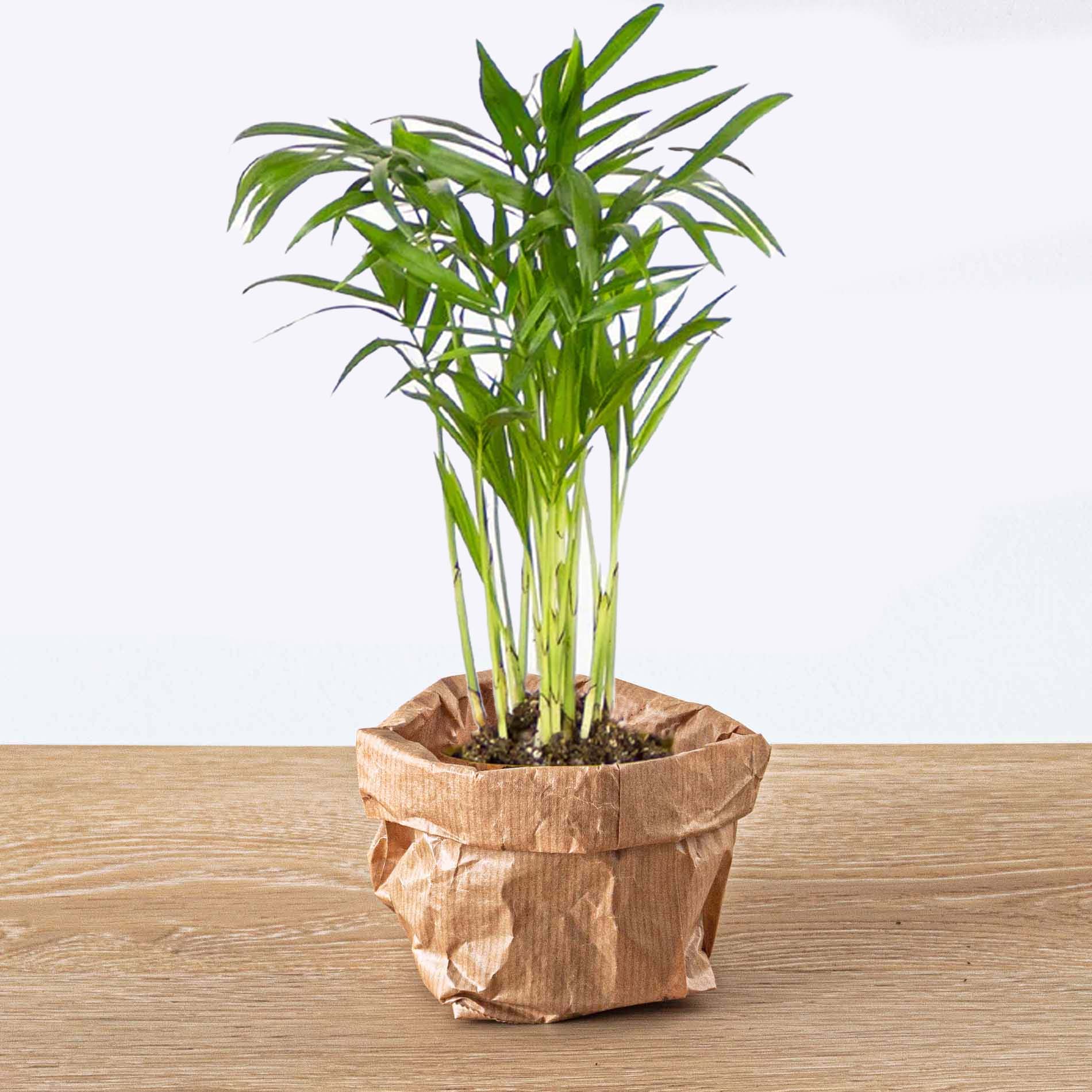 propagating a parlor palm Parlour Palm - Chamaedorea elegans 'baby'
