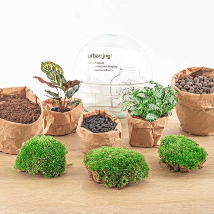 Kit fai da te terrario • Cupola • Ecosistema con piante • ↑ 20 cm