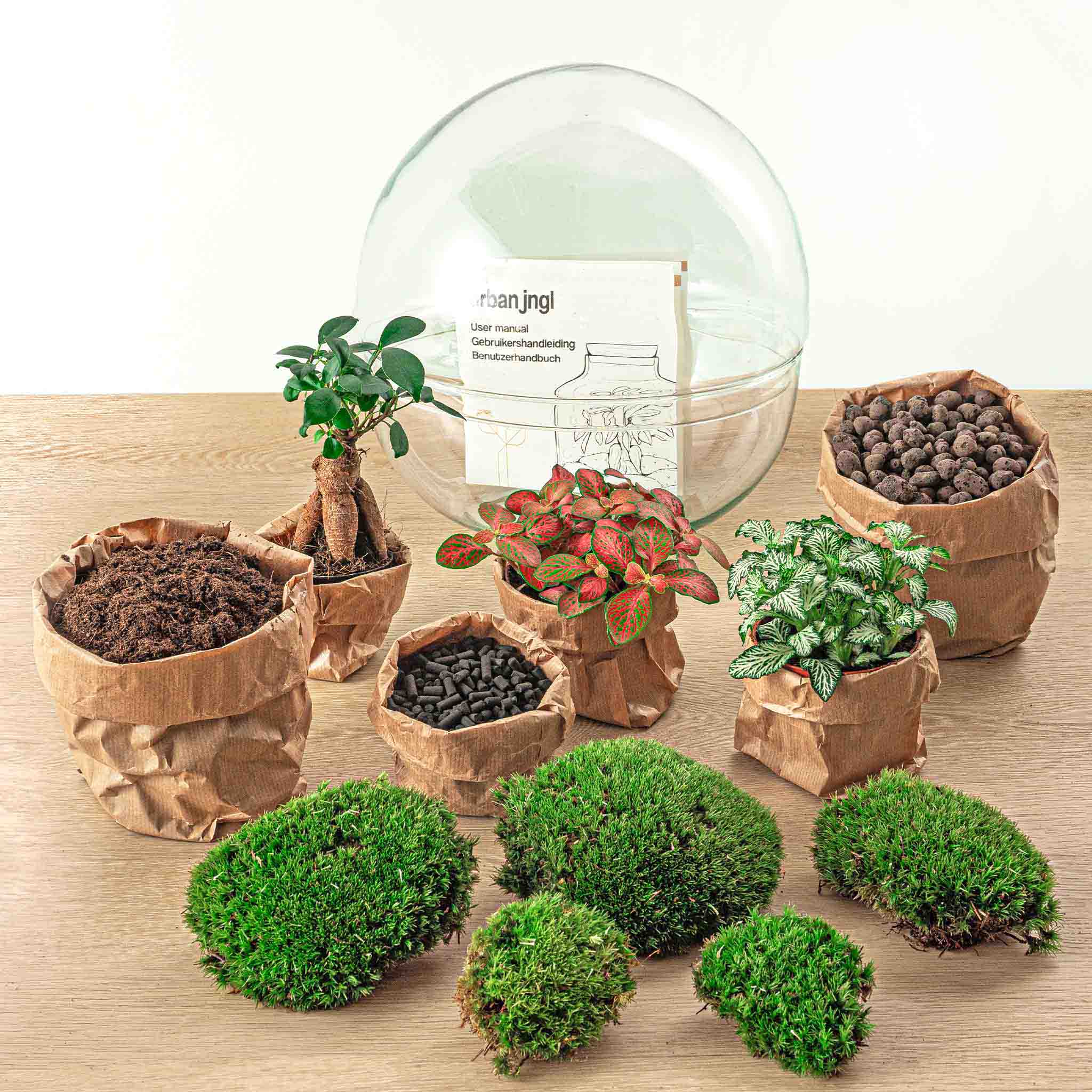 Kit Terrarium DIY • Dôme XL Ficus Ginseng bonsaï • ↑ 28 cm