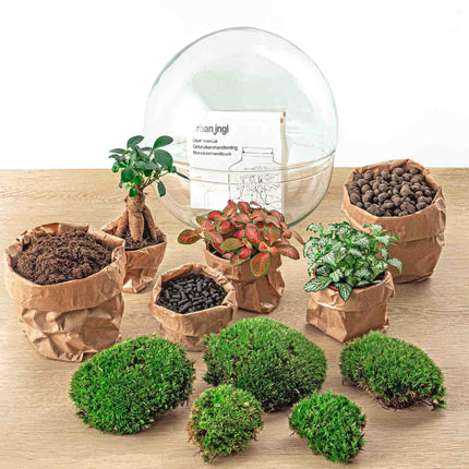 Flaschengarten - Dome XL Ficus Ginseng Bonsai - Ökosystem mit Pflanzen im Glas - ↑ 30 cm