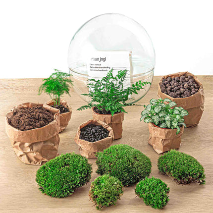 Planten terrarium - Dome XL - Ecosysteem plant - ↑ 30 cm