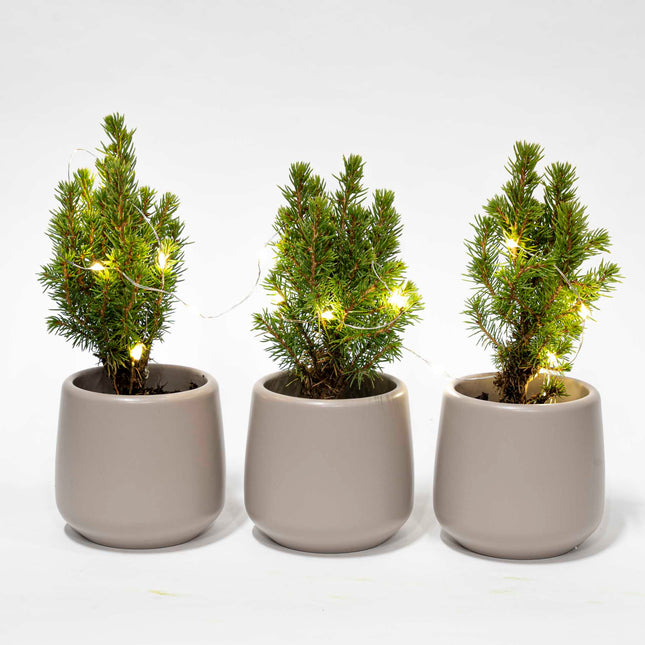 Mini-Weihnachtsbaum-Set 3 - Inklusive 3x Topf Joey Grau + 20 LED-Lichter