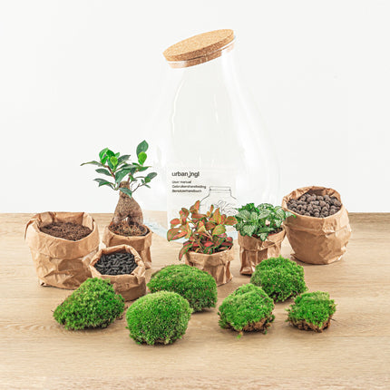 Flaschengarten - Drop XL Ficus Ginseng Bonsai - Ökosystem mit Pflanzen im Glas - ↑ 37 cm