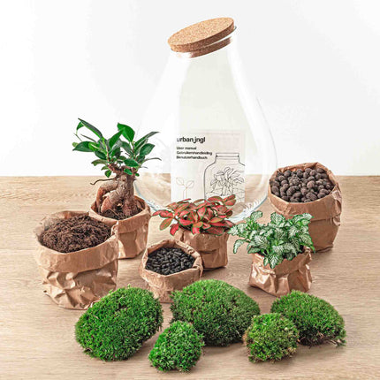 Kit fai da te terrario • Drop XL Bonsai • Ecosistema con piante • ↑ 37 cm