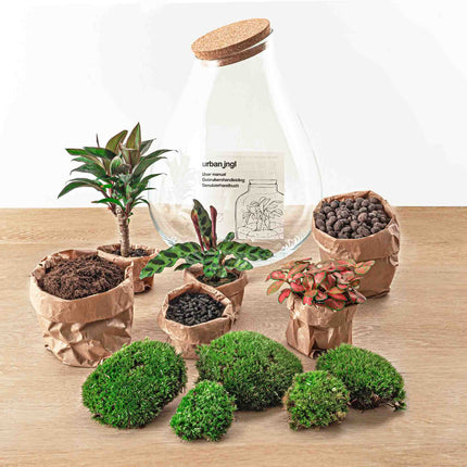 Kit DIY Terrario • Gota XL Ficus Ginseng bonsai • Ecosistema con plantas • ↑ 37 cm