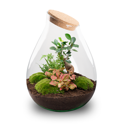 Drop XXL Bonsai - Flaschengarten mit Korken - DIY Terrarium mit Pflanzen im Glas - Ø 34 cm ↑ 43 cm