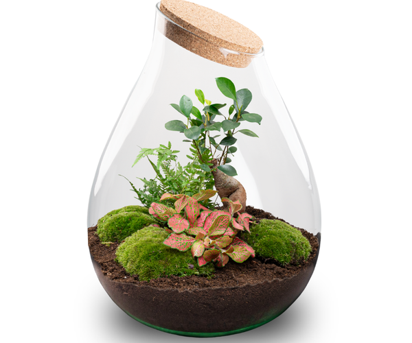 Drop XXL Terrarium DIY - Create your own mini Ecosystem