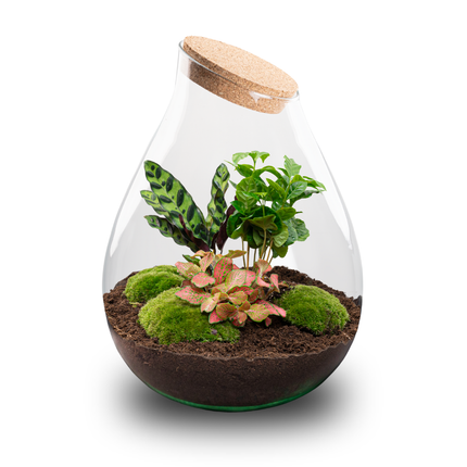 Drop XXL Rot - Flaschengarten mit Korken - DIY Terrarium mit Pflanzen im Glas - Ø 34 cm ↑ 43 cm