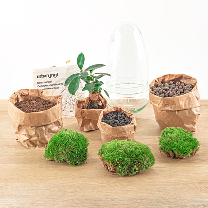 Planten terrarium • Egg Bonsai • Ecosysteem in glazen ei • ↑ 25 cm