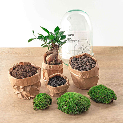 Planten terrarium • Egg XL Bonsai • Ecosysteem glazen ei • ↑ 30 cm