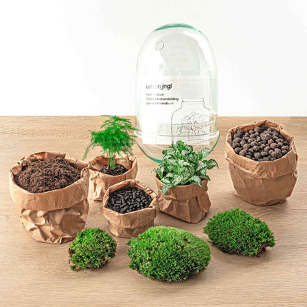 Kit de bricolaje para terrario • Egg Coffea Arabica • Ecosistema con plantas • ↑ 25 cm