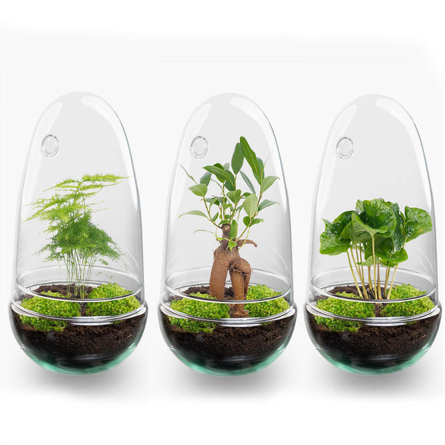 Egg - Planten Terrarium - Tweedelige glazen stolp - DIY kit - Ecosysteem plant - Ø 12 cm ↑ 25 cm