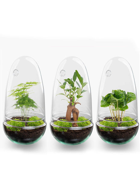 Terrarium DIY Kit - Bottle Garden - ↑ 25 cm