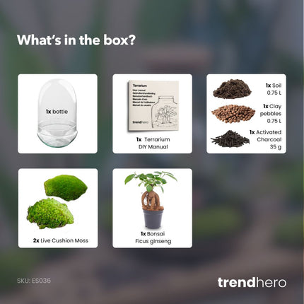 Egg XL Bonsai - Planten Terrarium - Tweedelige glazen stolp - DIY kit - Ecosysteem plant - Ø 17,5 cm ↑ 30 cm