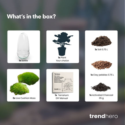 Egg - Planten Terrarium - Tweedelige glazen stolp - DIY kit - Ecosysteem plant - Ø 12 cm ↑ 25 cm