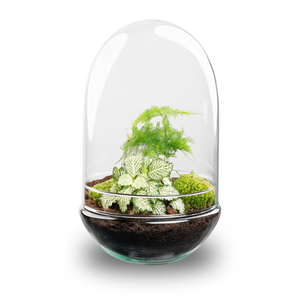 Egg XL - Planten Terrarium - Tweedelige glazen stolp - DIY kit - Ecosysteem plant - Ø 17,5 cm ↑ 30 cm