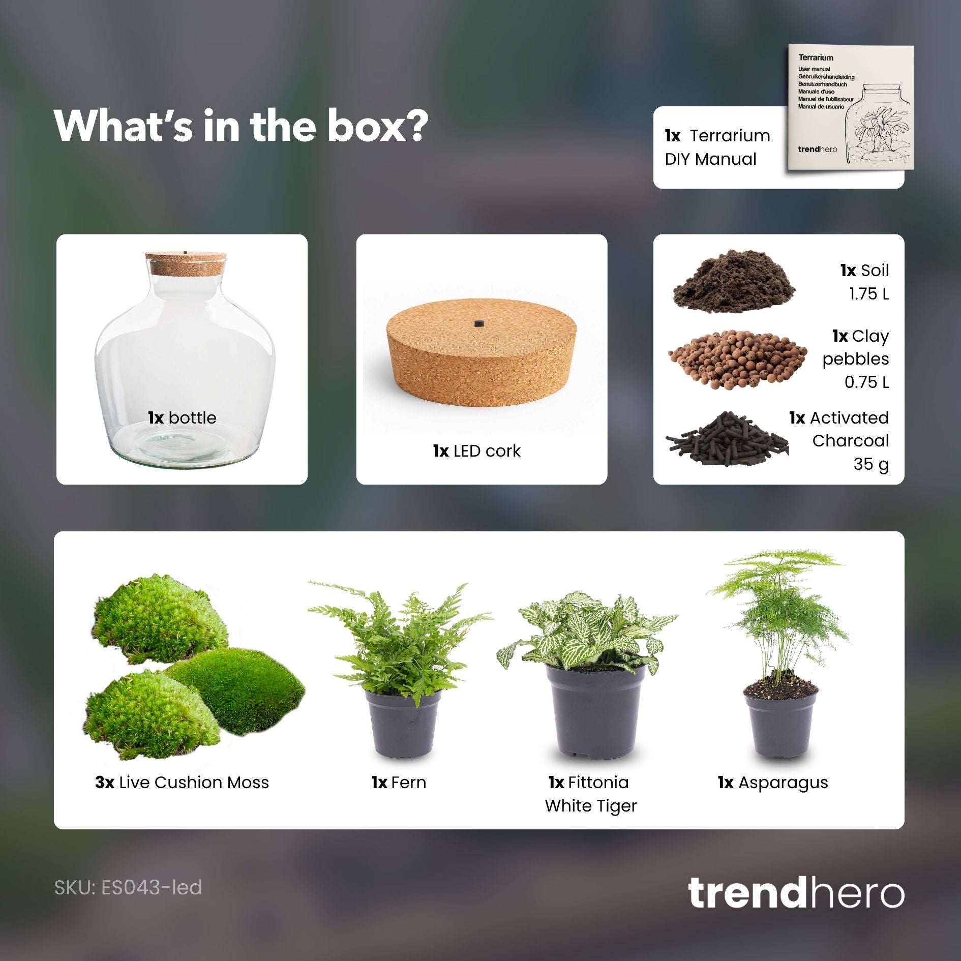 terrarium planting instructions DIY Terrarium Kit - Create your own mini Ecosystem