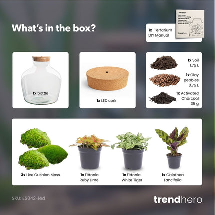 Fat Joe Red - Flaschengarten mit Licht - DIY Terrarium mit Pflanzen im Glas - Ø 29 cm ↑ 30 cm