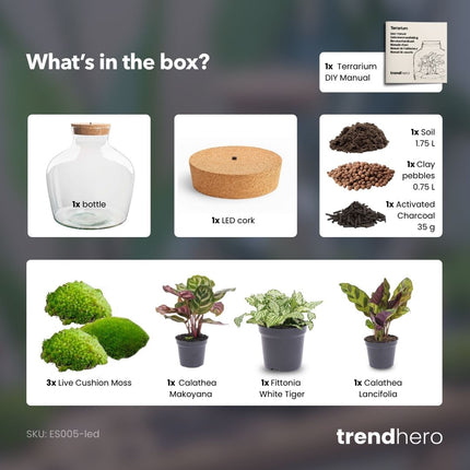 Fat Joe - Planten Terrarium met licht - DIY kit - Ecosysteem plant - Ø 29 cm ↑ 30 cm