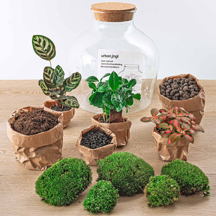 Planten terrarium • Fat Joe Coffea • Ecosysteem plant • ↑ 30 cm