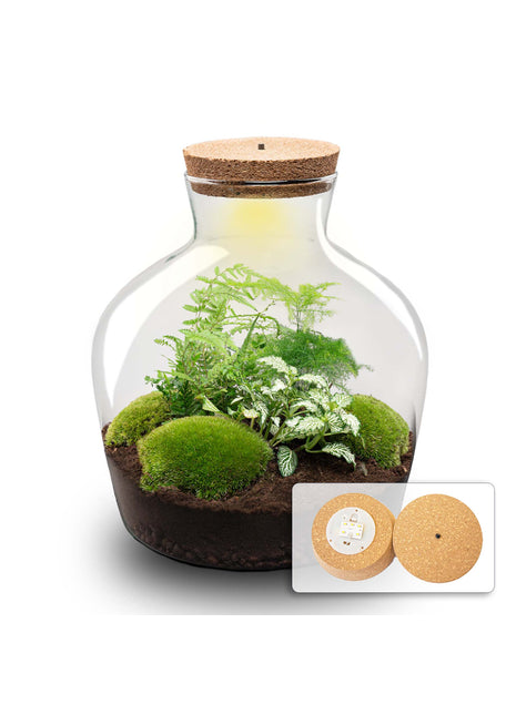 Terrarium DIY Kit - Fat Joe Green + led light - Bottle Garden - ↑ 30 cm