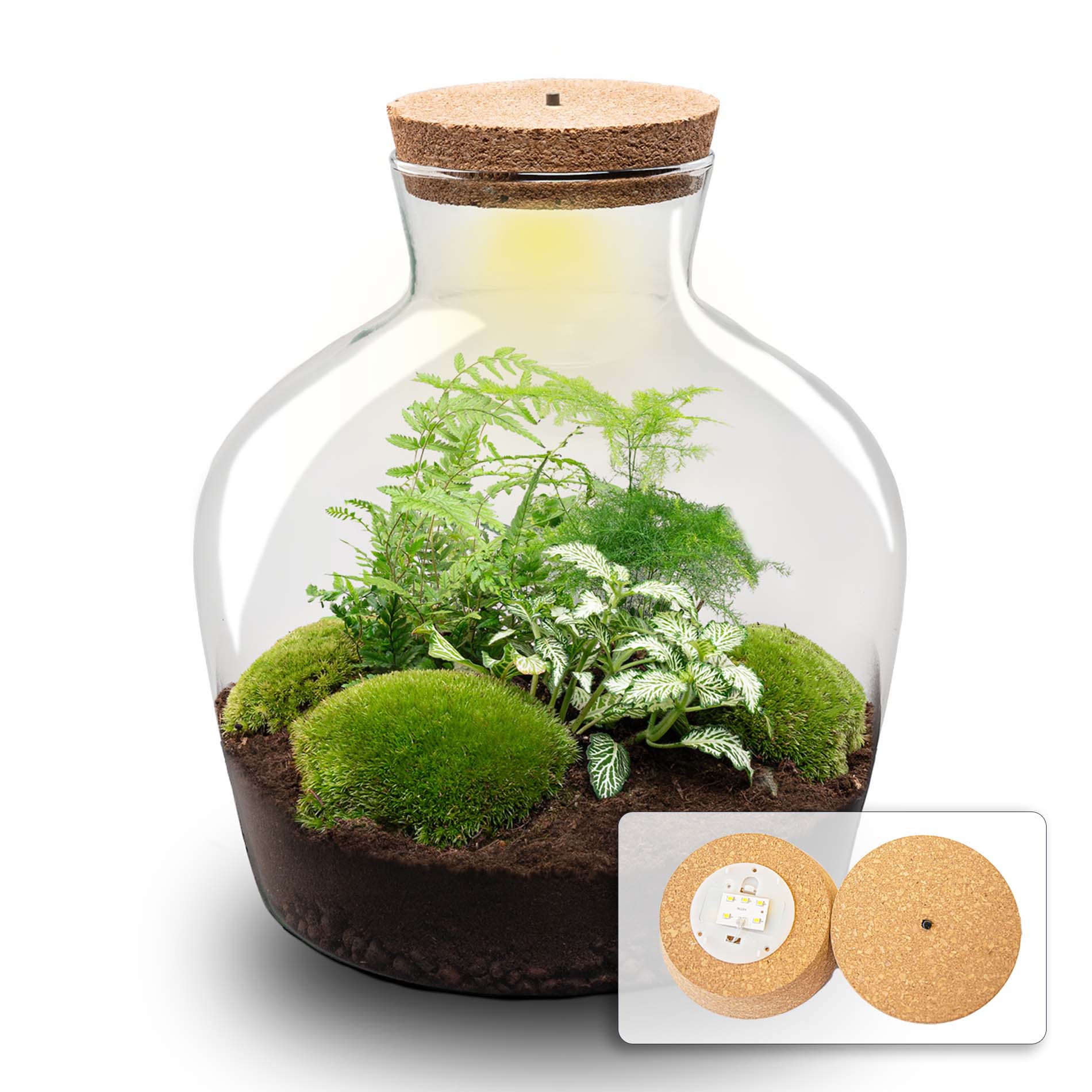terrarium pour plantes grasses DIY Terrarium Kit - Create your own mini Ecosystem