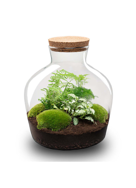 Terrarium DIY Kit - Fat Joe Green + led light - Bottle Garden - ↑ 30 cm