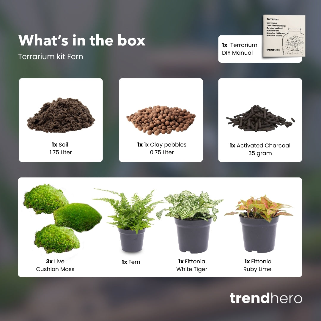 fern terrarium plants Fern - Plant Terrarium Refill & Starter kit - 3 terrarium plants