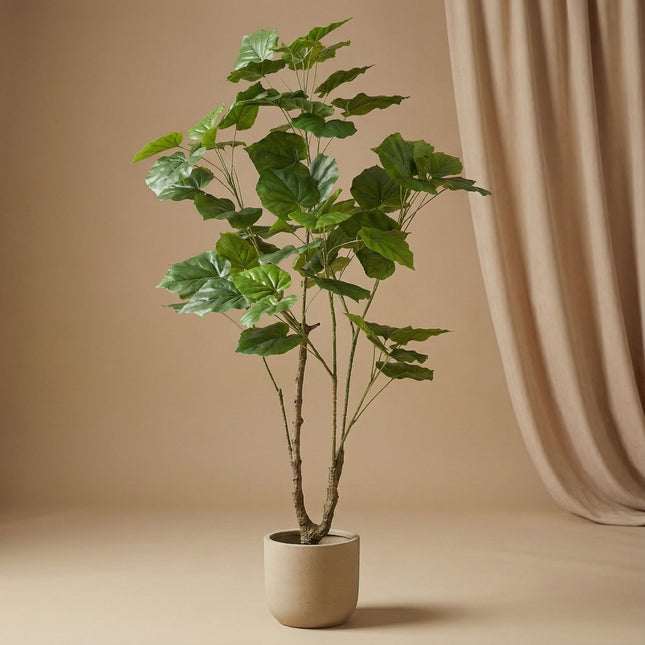 Ficus Umbrella Baum 125 cm