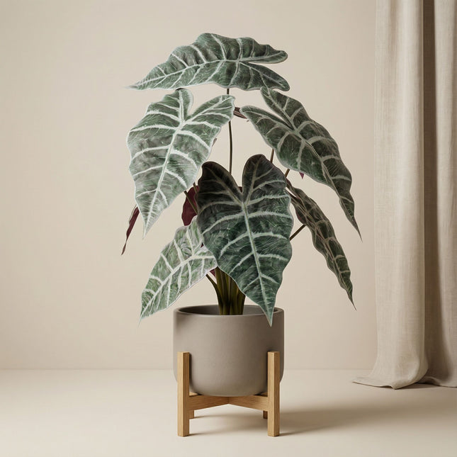 Alocasia Busch im Topf 40 cm