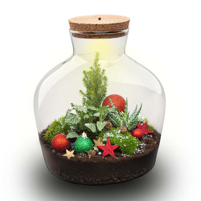 Holly Christmas terrarium - Bottle garden DIY kit - Ø 29 cm ↑ 30