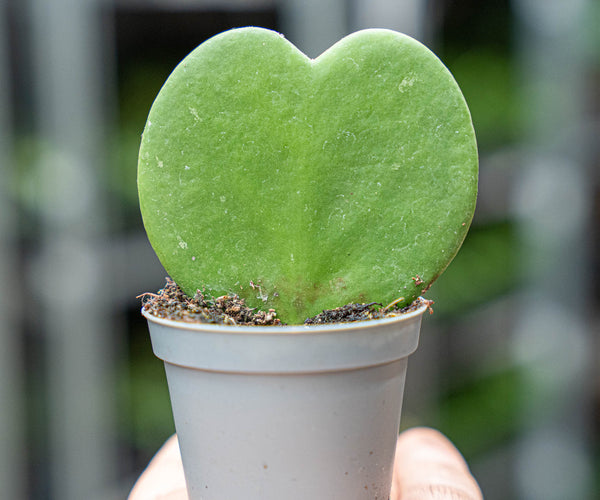 Hoya Kerrii - Herzpflanze - ↑ 10 cm