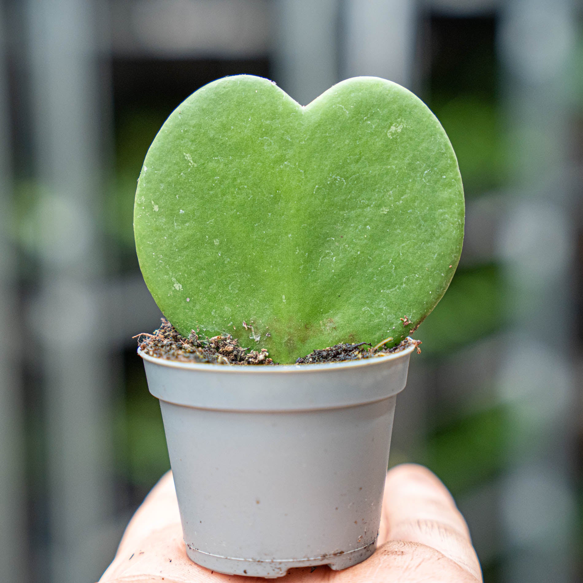 succulent heart plant Hoya Kerrii - Heartplant - ↑ 10 cm