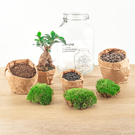 Planten terrarium • Jar Ficus Ginseng bonsai • Ecosysteem plant • ↑ 28 cm
