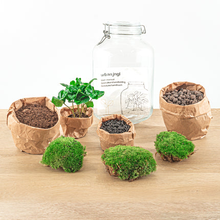 Jar Flaschengarten - Coffea Arabica - Ökosystem mit Pflanzen im Glas - ↑ 28 cm