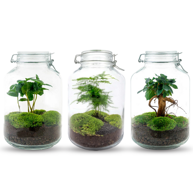  JAR - Flaschengarten Weckpot - DIY Terrarium mit Pflanzen im Glas - Ø 18 cm ↑ 28 cm