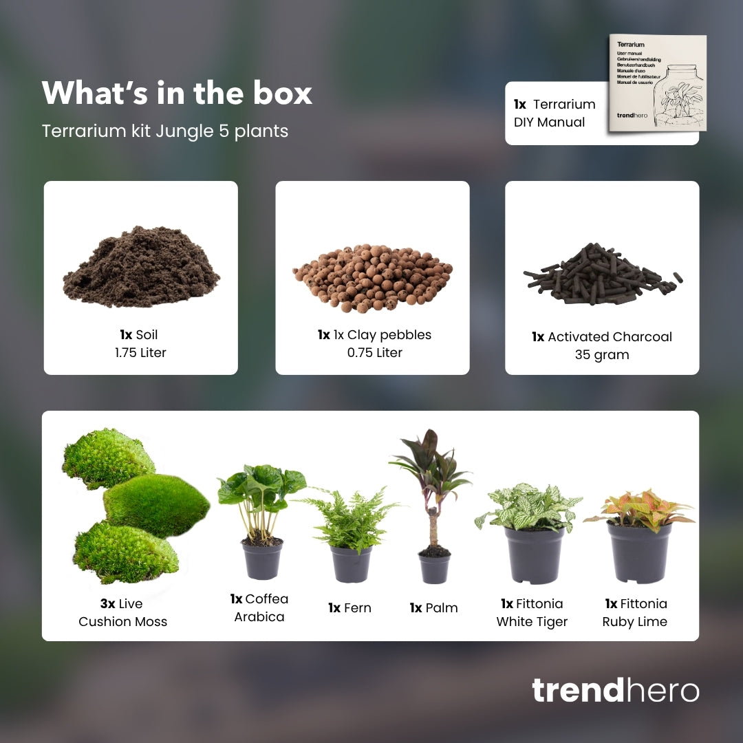 plant terrarium substrate Jungle 5 - Plant Terrarium Refill & Starter kit - 5 terrarium plants