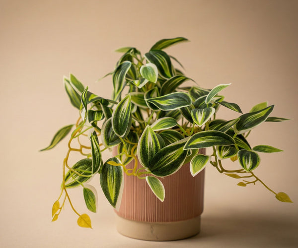 Tradescantia Grün/Weiß im Topf - 19 cm